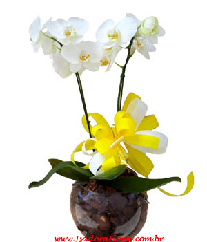 cod (5625)                                Orquídea Aquário